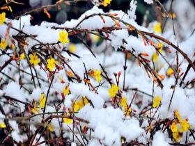 河南汝州迎降雪天气 雪后玉树琼枝美景如画