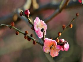 河南平顶山暖意融融 花朵俏枝头