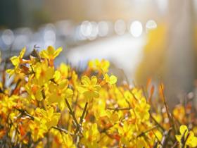 北京街头迎春花盛放 金黄花朵点亮京城暖意