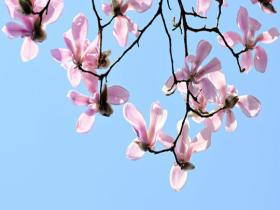 白如雪粉似霞 浙江金华玉兰花开春意浓