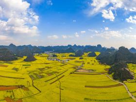云南罗平：85万亩油菜花盛放 邂逅大地最治愈的金色画卷