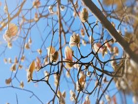 春染紫禁城！故宫墙外玉兰初绽 解锁京城第一抹春色