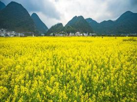春色拉满 贵州万峰林油菜花汇成金色海洋