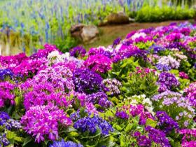 满城春色关不住 广西南宁赏花正当时