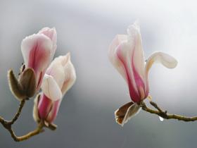 北京细雨润枝头 玉兰更显柔美