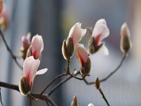 北京颐和园花开 玉兰迎春入画来