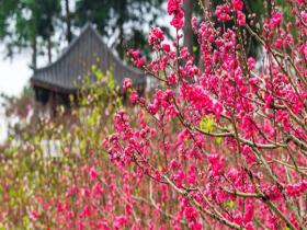 春风十里 广西南宁青秀山桃花灼灼绽芳华