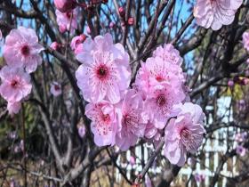 湖南临澧阳光明媚 梅花娇艳绽放