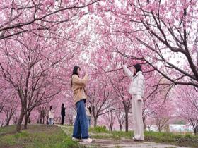 妇女节：天晴繁花映芳华 春风十里不负她