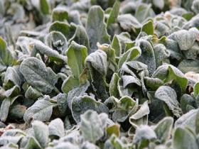 山东威海气温低迷 植物披白霜