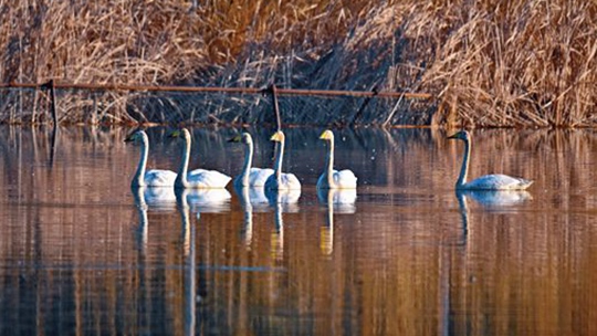白天鹅“做客”北京奥森公园