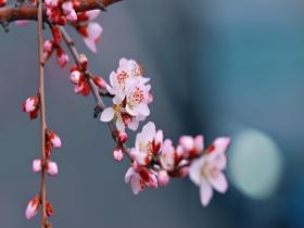 北京街头桃花绽放 粉嫩俏枝头