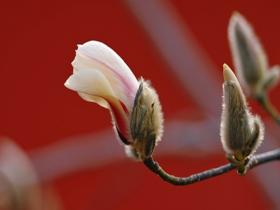 北京玉兰春日证件照来啦