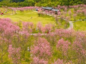 广西南宁青秀山晚樱粉嫩绽放 温柔了整个春天
