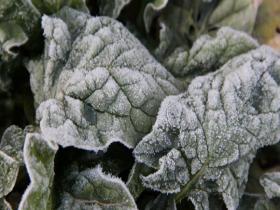 山东威海气温低迷 草木染霜“镶银边”