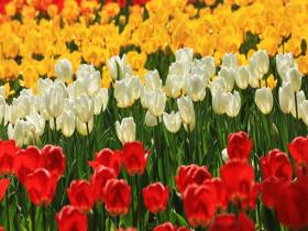 上海静安：郁金香花开引客来