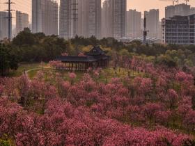 用樱花打开春天 一组图带你感受春日美好