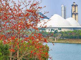 广西南宁持续晴暖天气 街道木棉花绽放一片火红