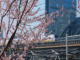 北京近日持续晴暖 山桃花绽放与轻轨构成早春画卷