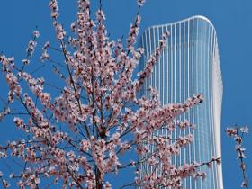 高楼与桃花同框 刚与柔的城市邂逅