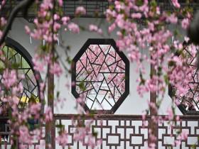 春天里的雅韵：一窗中式意 花影入画来