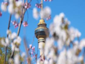 北京玉渊潭花开渐入佳境 一组图直击“花事”现场