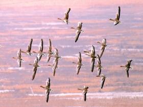 奏响春之序曲 北归候鸟抵达大庆