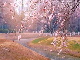 浪漫值拉满 奥森桃花盛开如粉色梦幻仙境