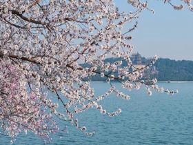 春分时节春意浓 颐和园西堤花开正明媚