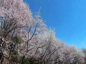 北京暖阳照耀春花绽放 奥林南园恍若桃花源