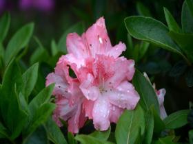 福建福州杜鹃花次第开 多姿多彩映春光