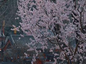 春意扑面而来 北京圆明园桃花坞繁花满枝