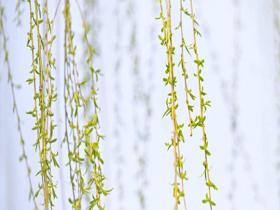 北京街头柳色满新梢 绿意温柔