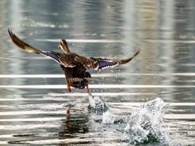 广西南宁：斑嘴鸭戏水享春光