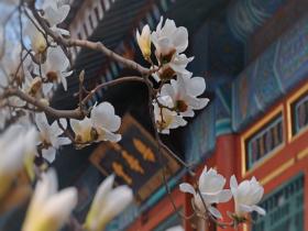 古韵春色两相宜 颐和园乐寿堂满树玉兰清香四溢