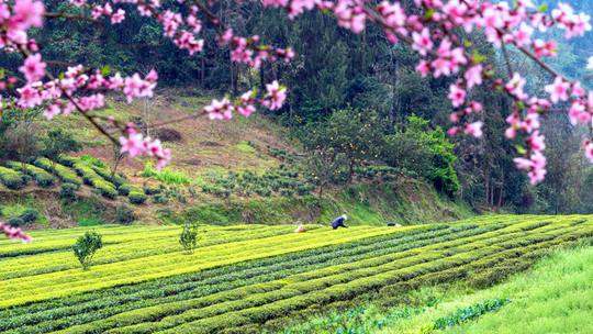 春染茶垄绿意浓 一组图看各地茶园美景