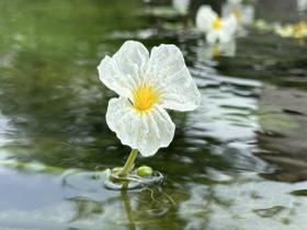 广西桂林：鸭戏春水 海菜花开碧波清
