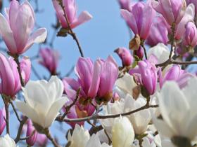 北京蓝天为幕 双色玉兰醉春风