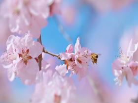 春日蓝粉绝配！北京晴空山桃花盛开 小蜜蜂忙碌采蜜