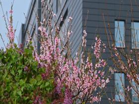 北京踏青正当时 繁花盛开春意浓