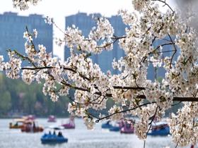 北京玉渊潭樱花竞相绽放 美到心尖上