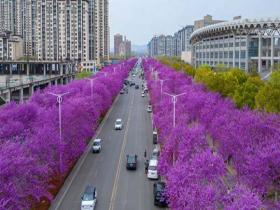 走花路 河南汝州紫荆大道氛围感拉满