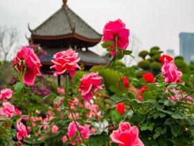 广西南宁夏日郁郁葱葱 月季花盛放显生机
