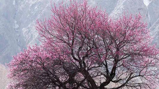 青海黄南山杏绽放 一树粉白满是春意