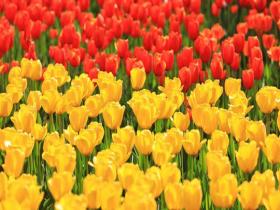 百花争艳 江苏苏州春之气息扑面而来