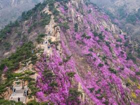 春意肆意蔓延 花朵给山野披上花衣裳