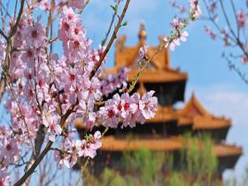 故宫角楼春日大片上新 定格最美瞬间