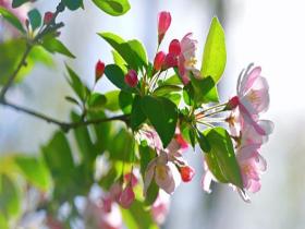 北京四月晴天开场 蓝天暖阳映海棠