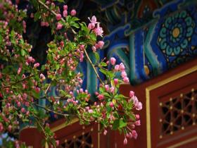 北京北海公园海棠花海上线