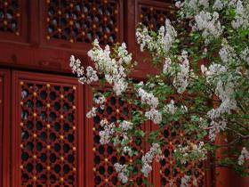 法源寺丁香盛放 古刹凝香春韵悠长